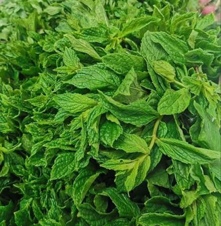 نعناع بقدونس شب كرفس